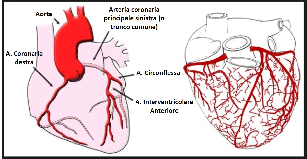 Coronarie