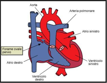 FORAME OVALE PERVIO1
